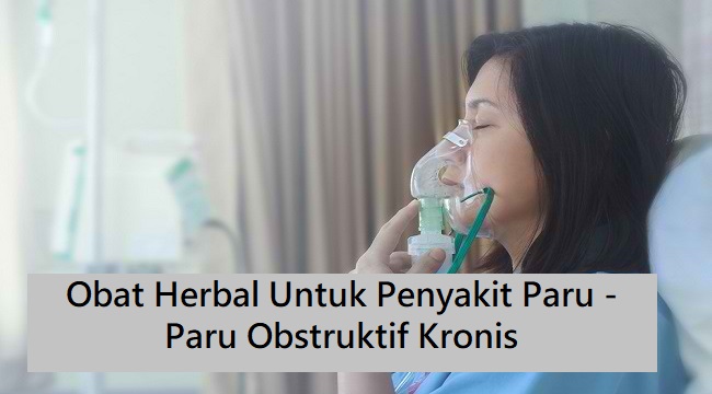 Rekomendasi Penyembuhan dan Obat Herbal Untuk Penyakit Paru Kronis